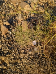 Convolvulus virgatus