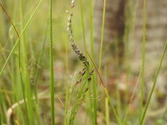 Panicum effusum