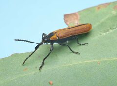 Rhinotia venusta
