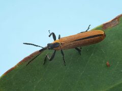Rhinotia venusta