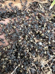 Dolichoderus doriae