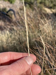 Elymus glaucus