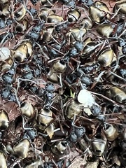 Dolichoderus doriae