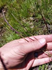 Digitaria monodactyla