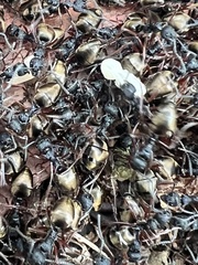 Dolichoderus doriae