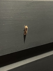 Spodoptera latifascia