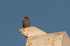 Columba guinea
