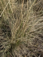 Stipa
