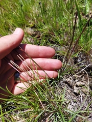 Digitaria monodactyla