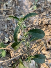Ditaxis serrata