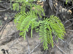 Prosopis velutina