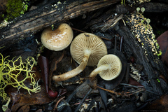 Pholiota lenta