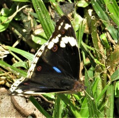 Junonia oenone oenone