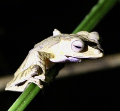 Polypedates otilophus