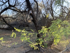 Prosopis velutina