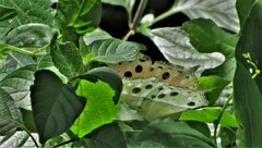 Protogoniomorpha parhassus