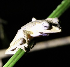 Polypedates otilophus