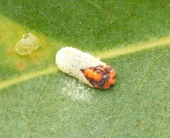 Monophlebidae