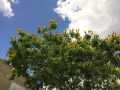 Cenostigma pluviosum