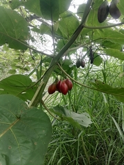 Solanum betaceum