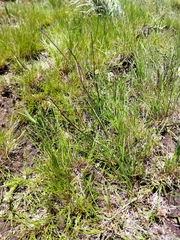 Digitaria monodactyla