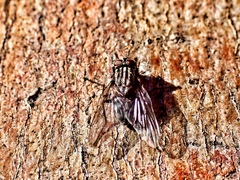 Muscidae