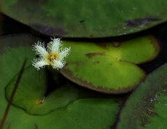 Nymphoides senegalensis