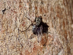Muscidae