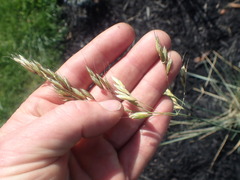 Helictotrichon sempervirens
