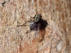 Muscidae