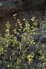 Lonicera microphylla