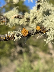 Polycauliona candelaria