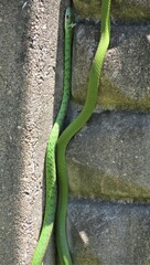 Philothamnus semivariegatus