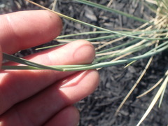 Helictotrichon sempervirens
