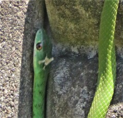 Philothamnus semivariegatus