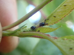 Myzus cerasi