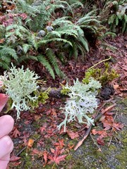 Evernia