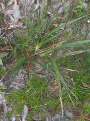 Dianella