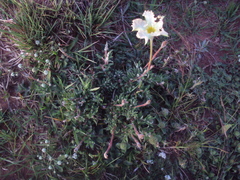 Mandevilla petraea