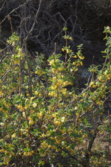 Lonicera microphylla