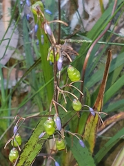 Dianella