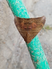 Ophisma