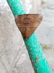 Ophisma