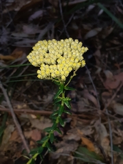 Cassinia denticulata