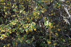Lonicera microphylla