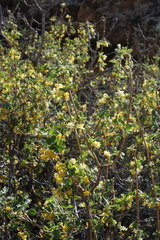 Lonicera microphylla