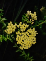 Cassinia denticulata
