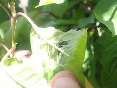 Myzus cerasi