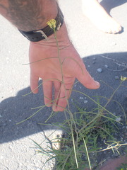 Sisymbrium orientale