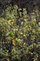 Lonicera microphylla
